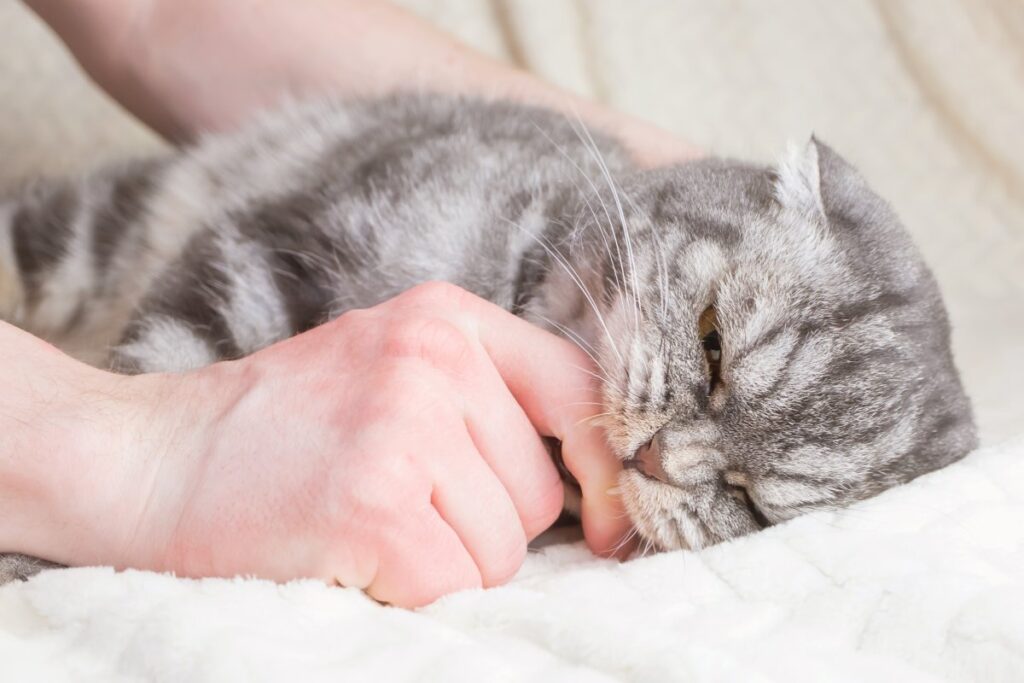 A gray striped Scottish fold cat is biting a man's finger