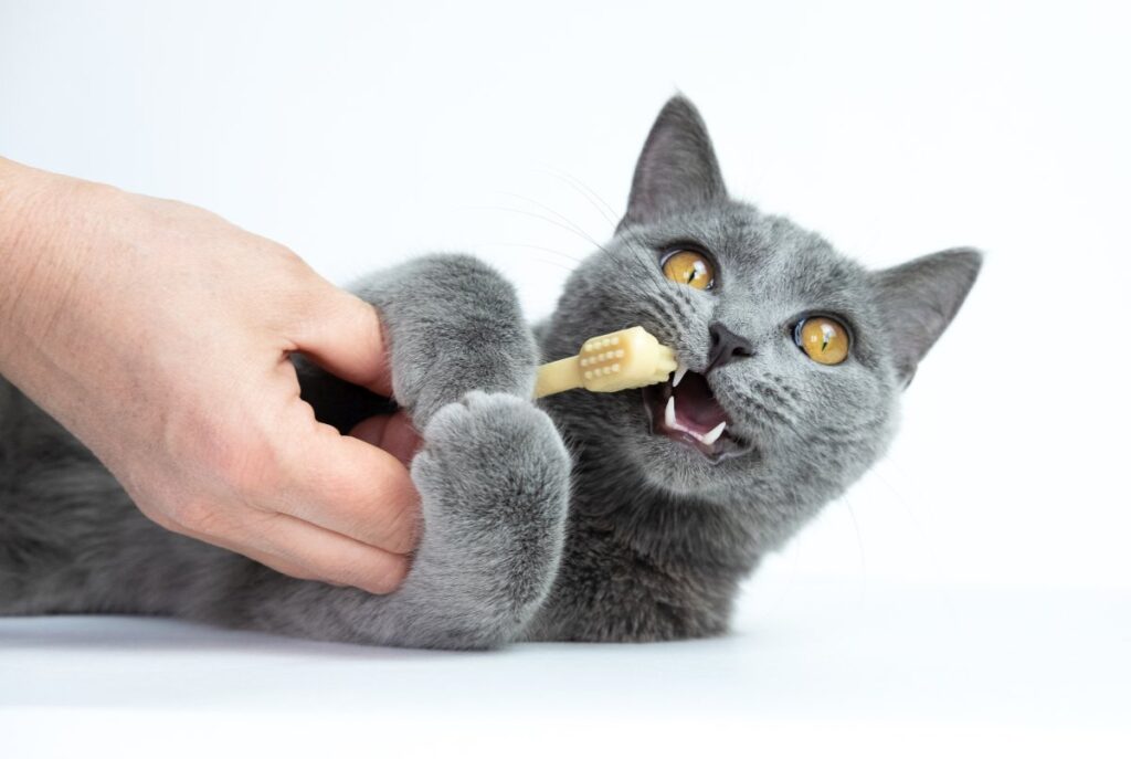 Human hand brushing a cat's teeth