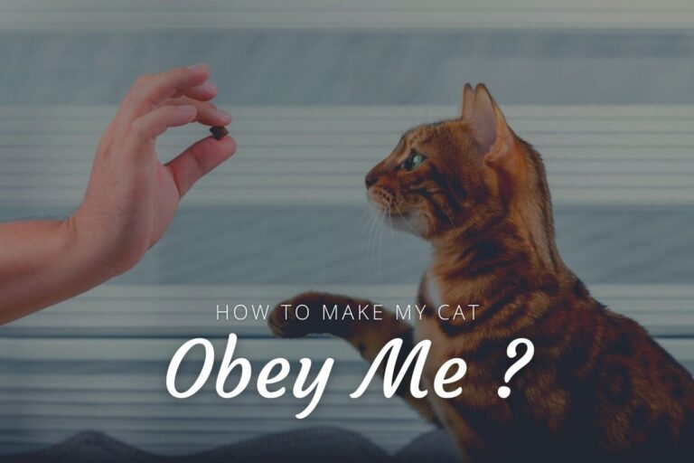 How To Make My Cat Obey Me?