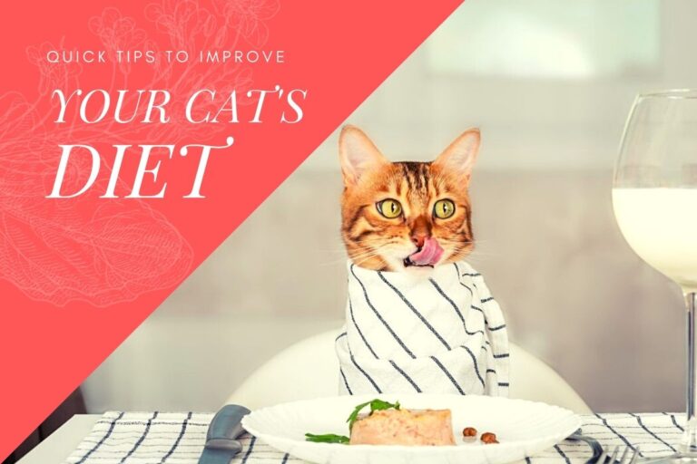 Quick Tips to Improve Your Cat's Diet