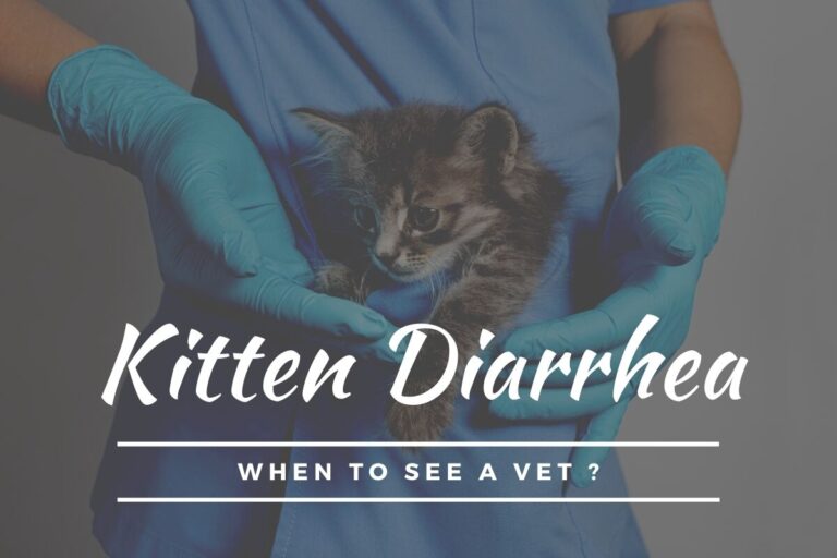 Kitten Diarrhea: When to See a Vet?