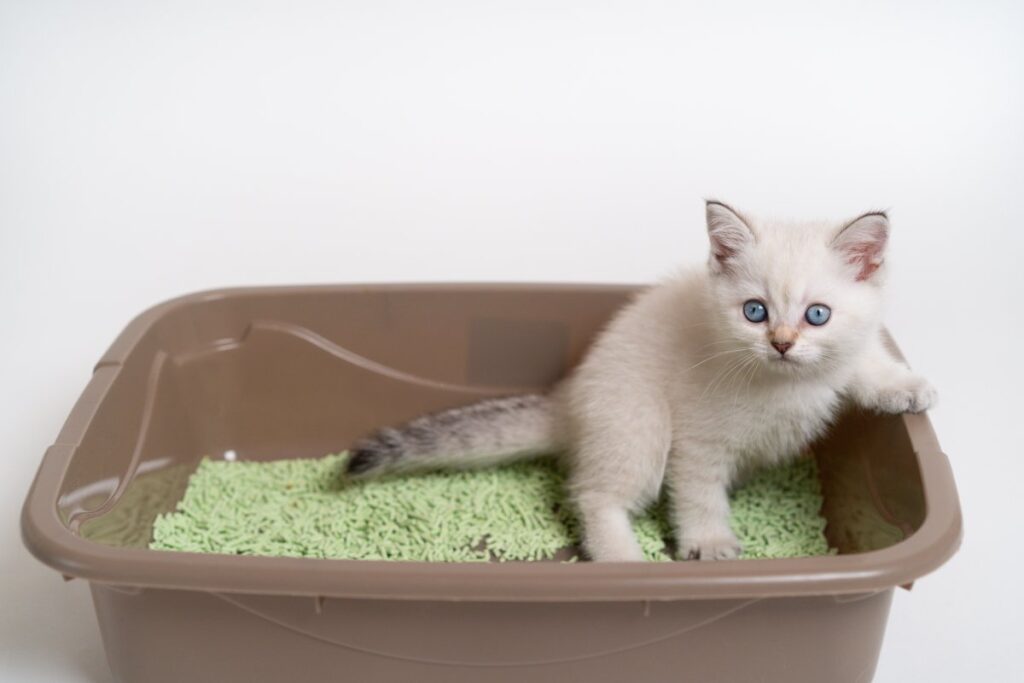A cute white kitten is in its litter box