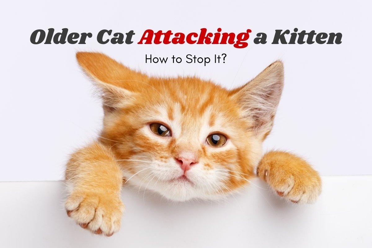 How to stop older cat from attacking a kitten