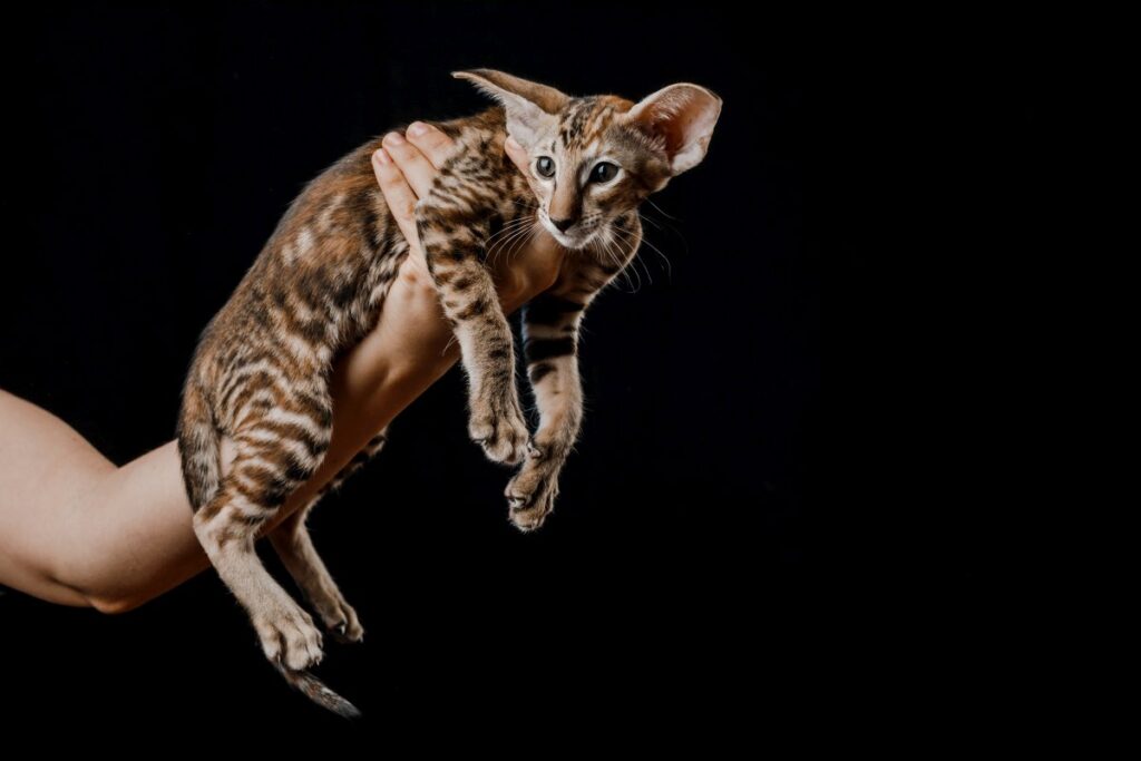 An adorable Oriental Shorthair cat 