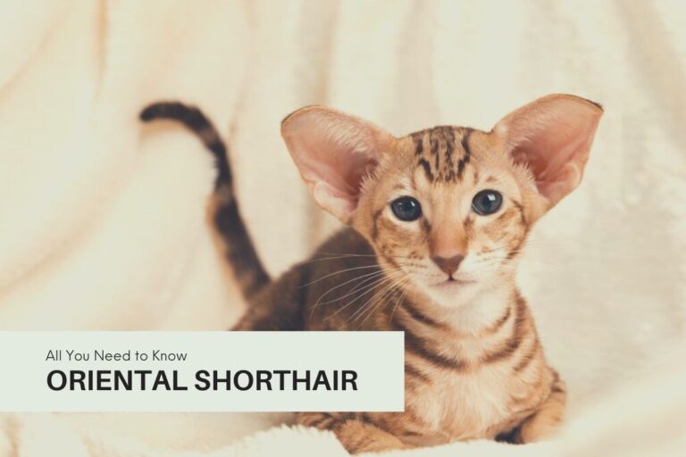 Oriental Shorthair Cat Breed: All You Need To Know