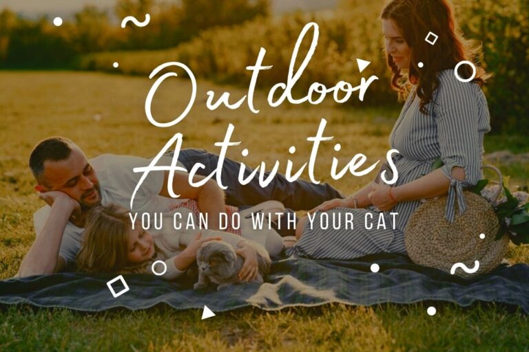 Best Outdoor Activities You Can Do With Your Cat