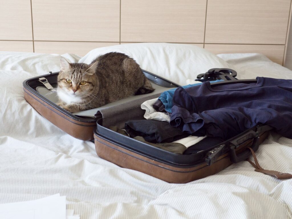 A cat is laying in a suitcase