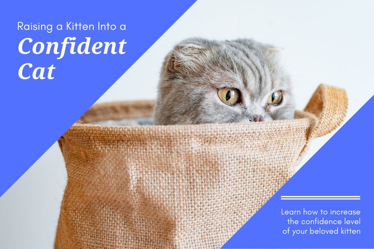 How Do I Raise A Kitten Into a Confident Cat?