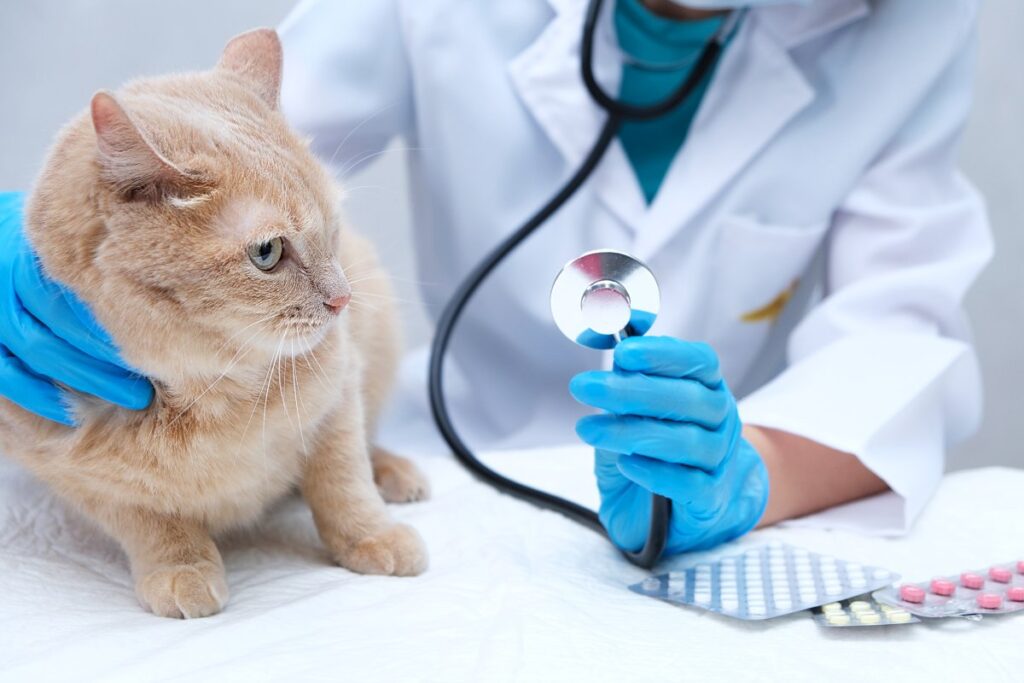 A vet is examining a cat's condition