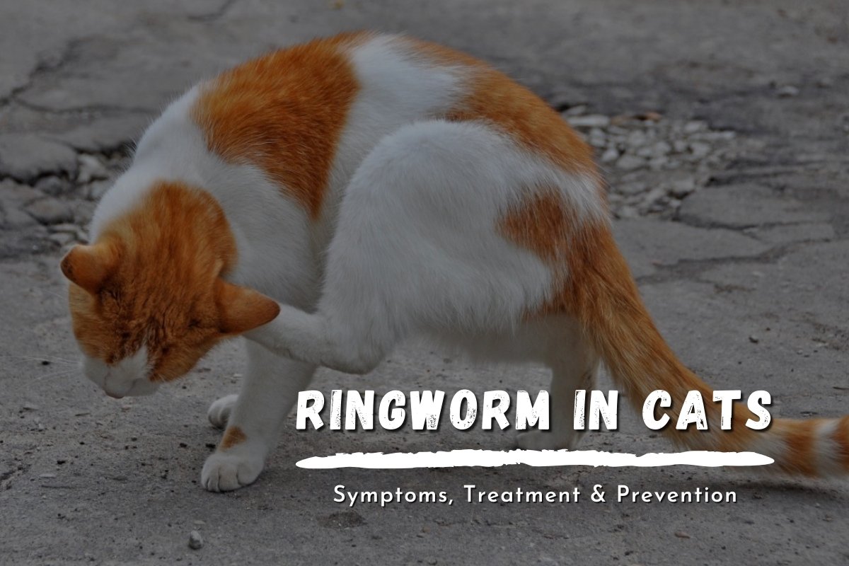 Ringworm in Cats