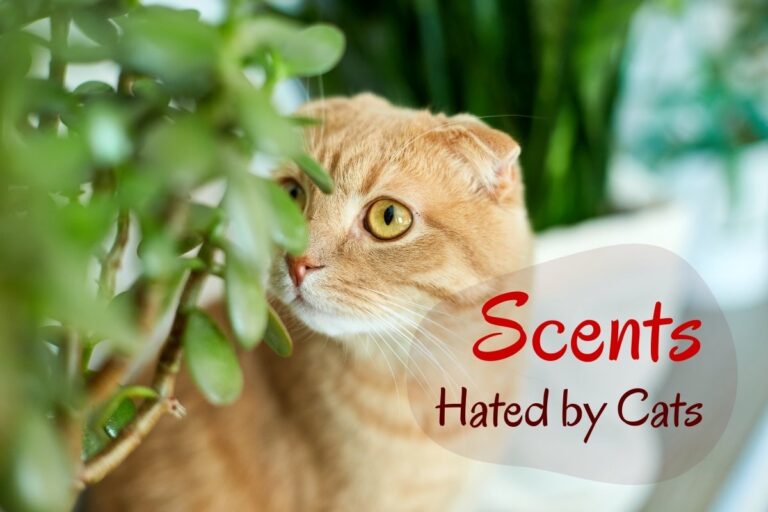 Scents hated by cats