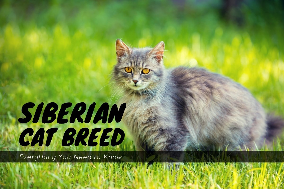 Siberian Cat Breed