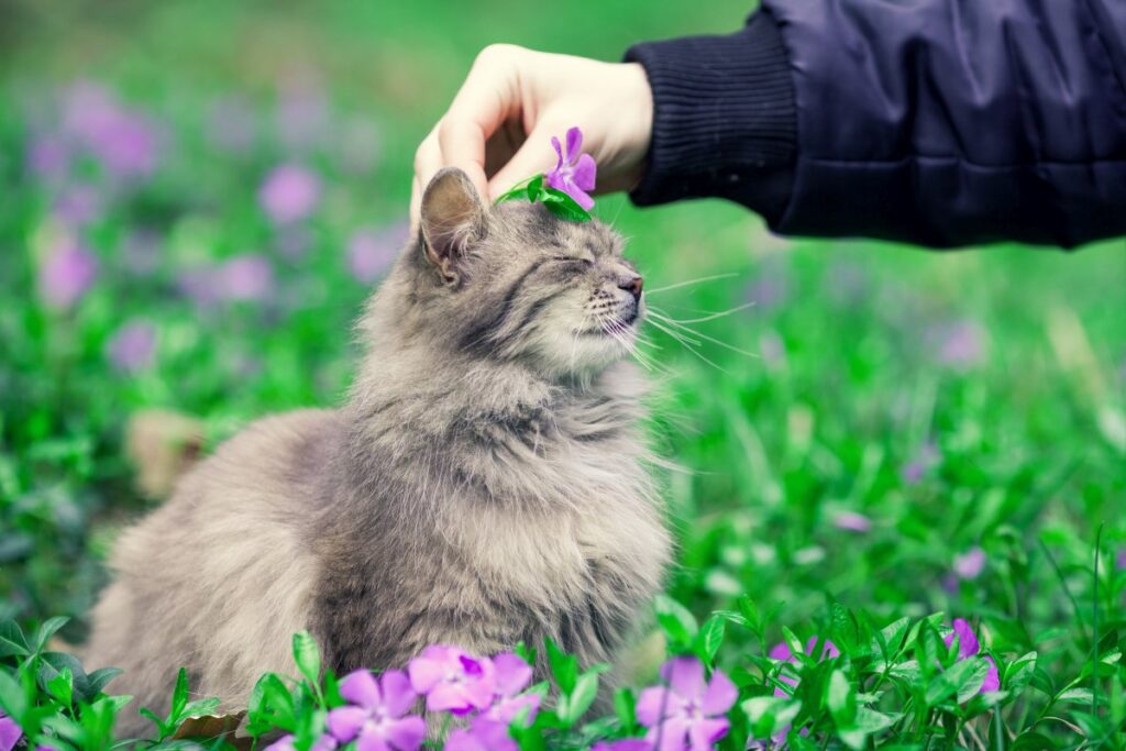 Siberian cat with flower on the head