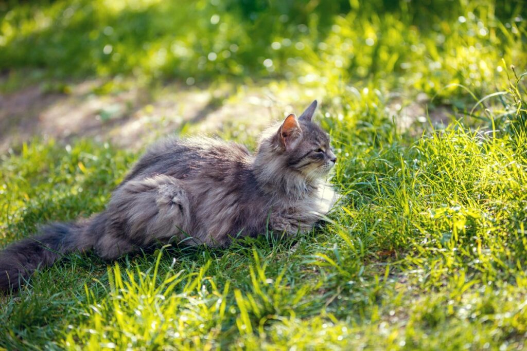 Siberian cat sitting outdoor on grass