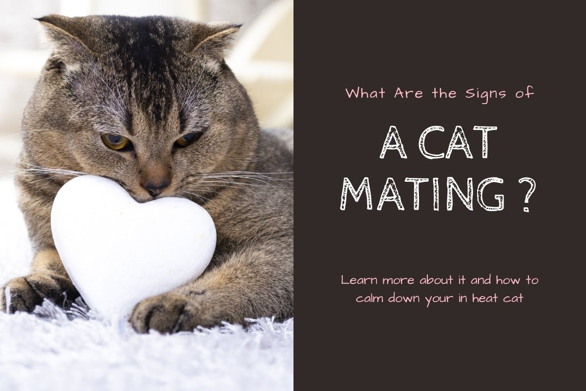 What Are the Signs of a Cat Mating?