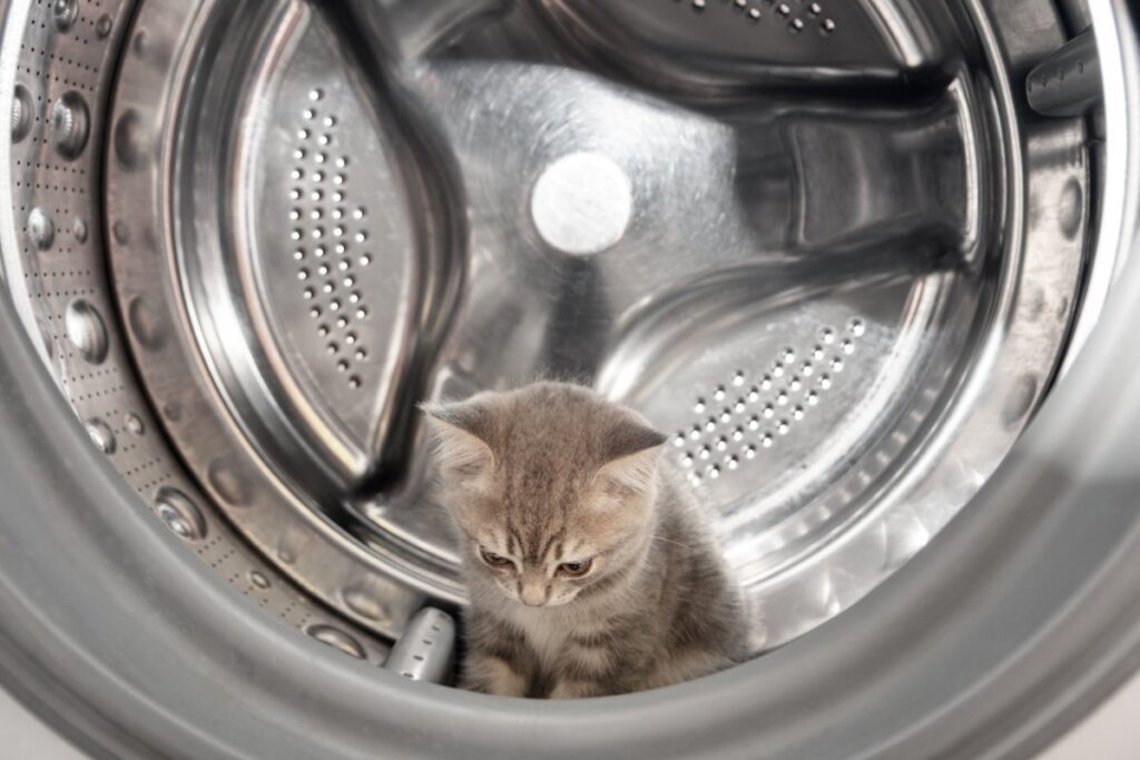 A kitten is hiding inside a washing machine