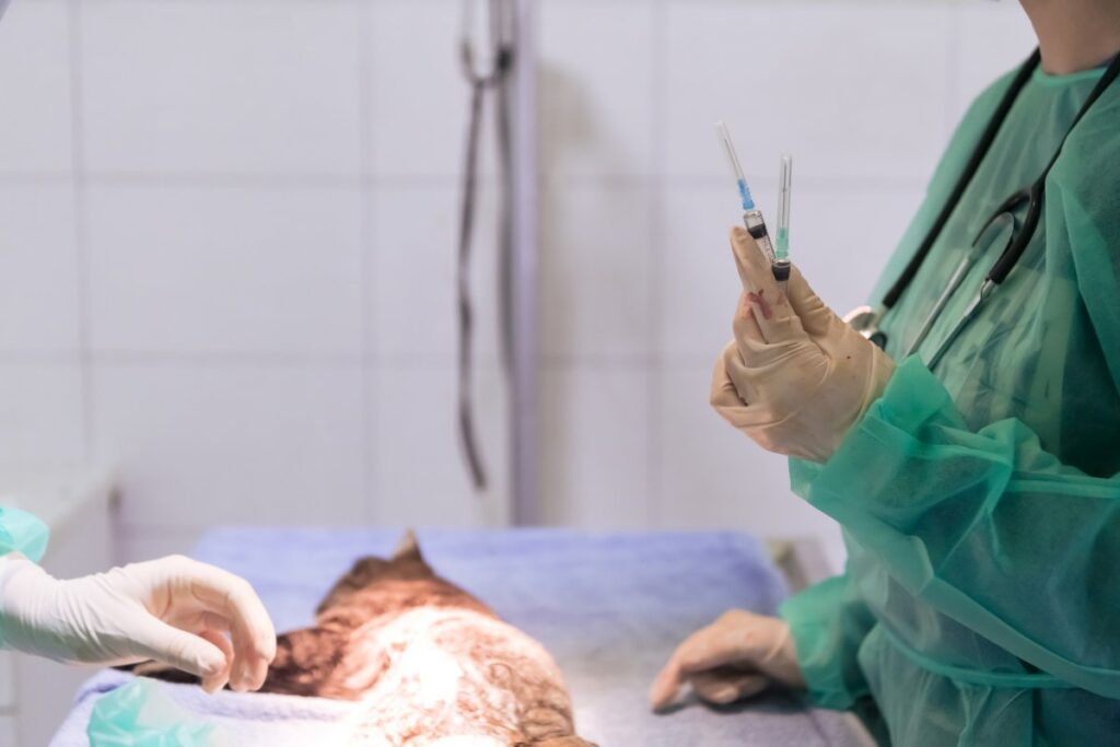 A surgeon veterinarian team is performing sterilization operation on a cat