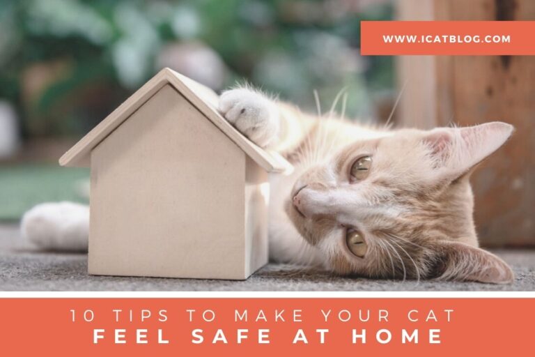 10 Tips to Make Your Cat Feel Safe At Home