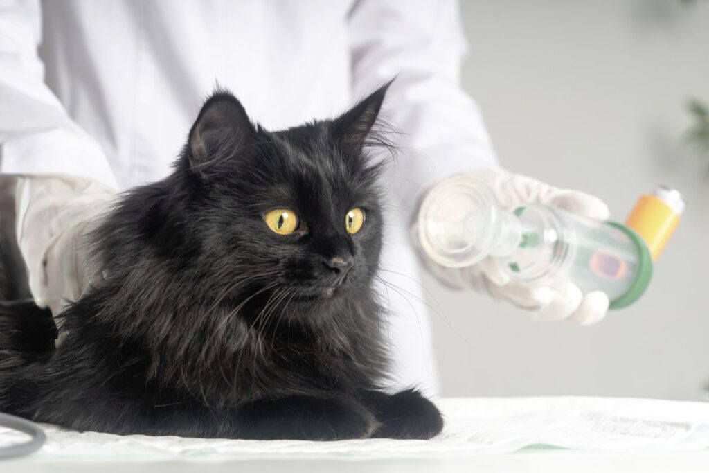 A vet is treating cat's asthma with an inhaler