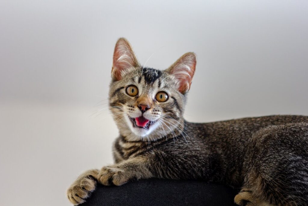 Tricolor cat with open mouth