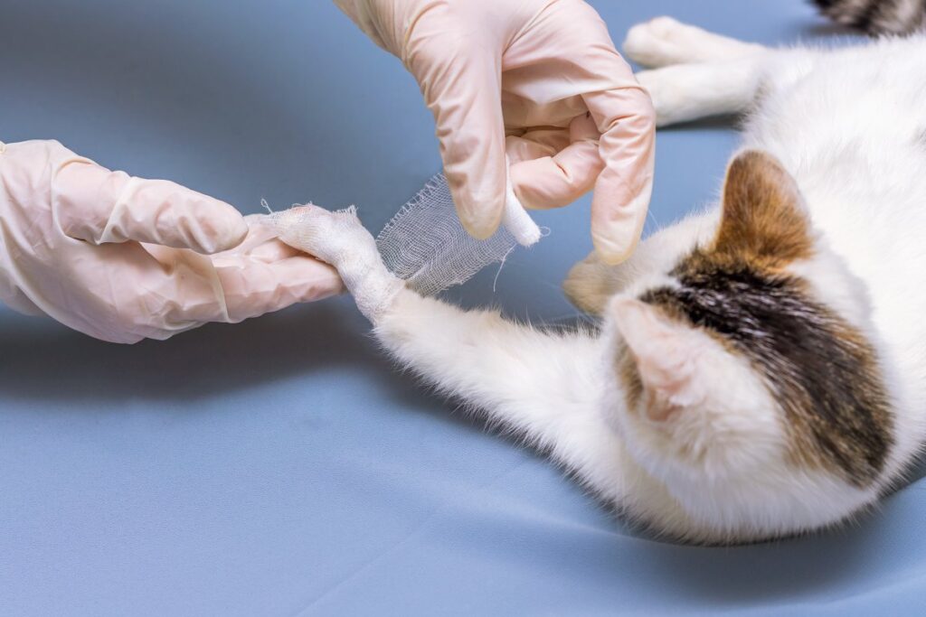 Veterinarian bandaging cat's broken leg