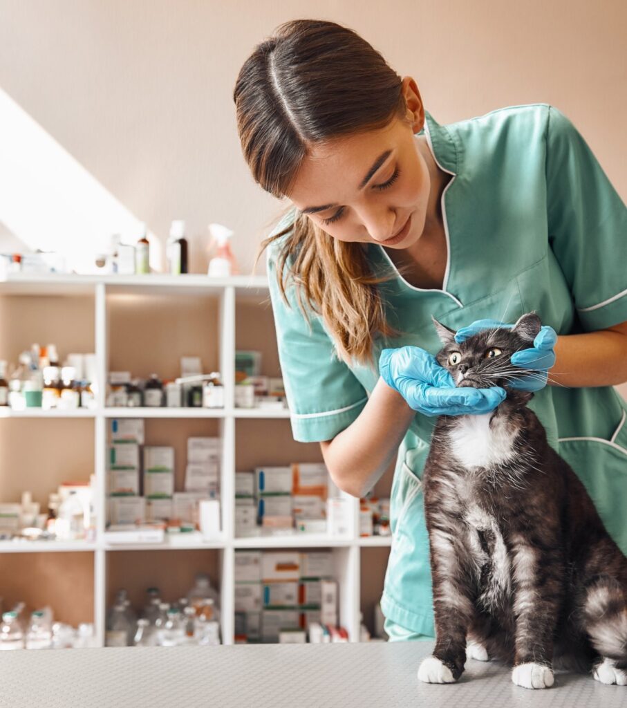 Veterinarian checking a cat's teeth