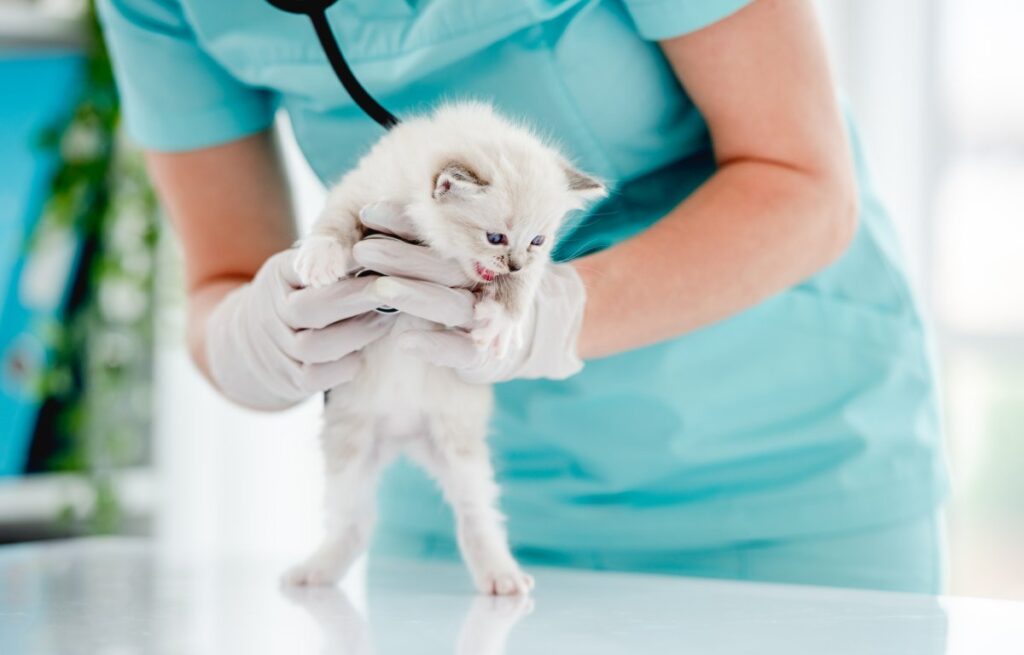 Veterinarian examining a Ragdoll kitten