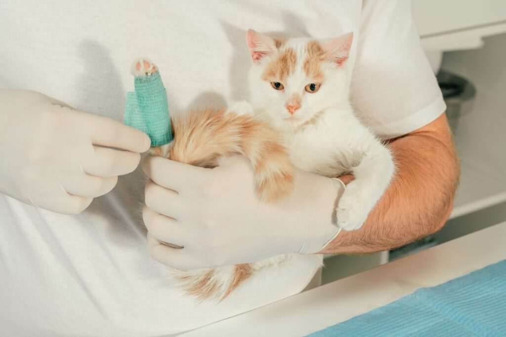 Vet holding and bandaging a kitten's broken leg