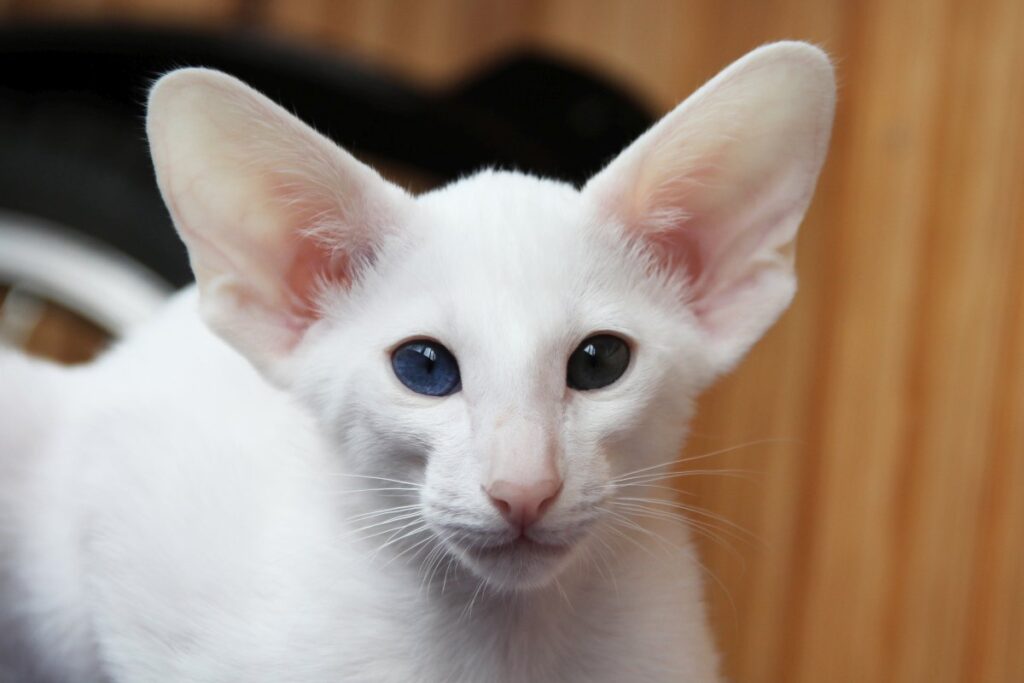 A white Oriental Shorthair cat