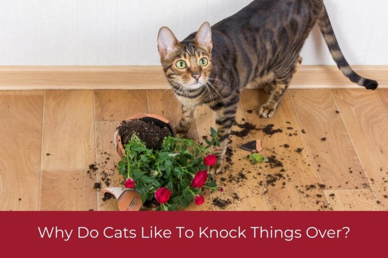 Why Do Cats Like To Knock Things Over?