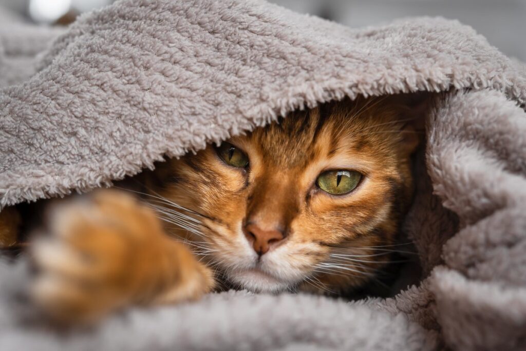 Bengal cat wrapped in gray blanket