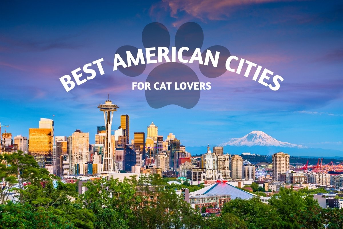 Best American Cities for Cat Lovers