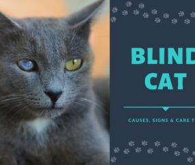 Blind Cat: Causes, Signs, and Care Tips