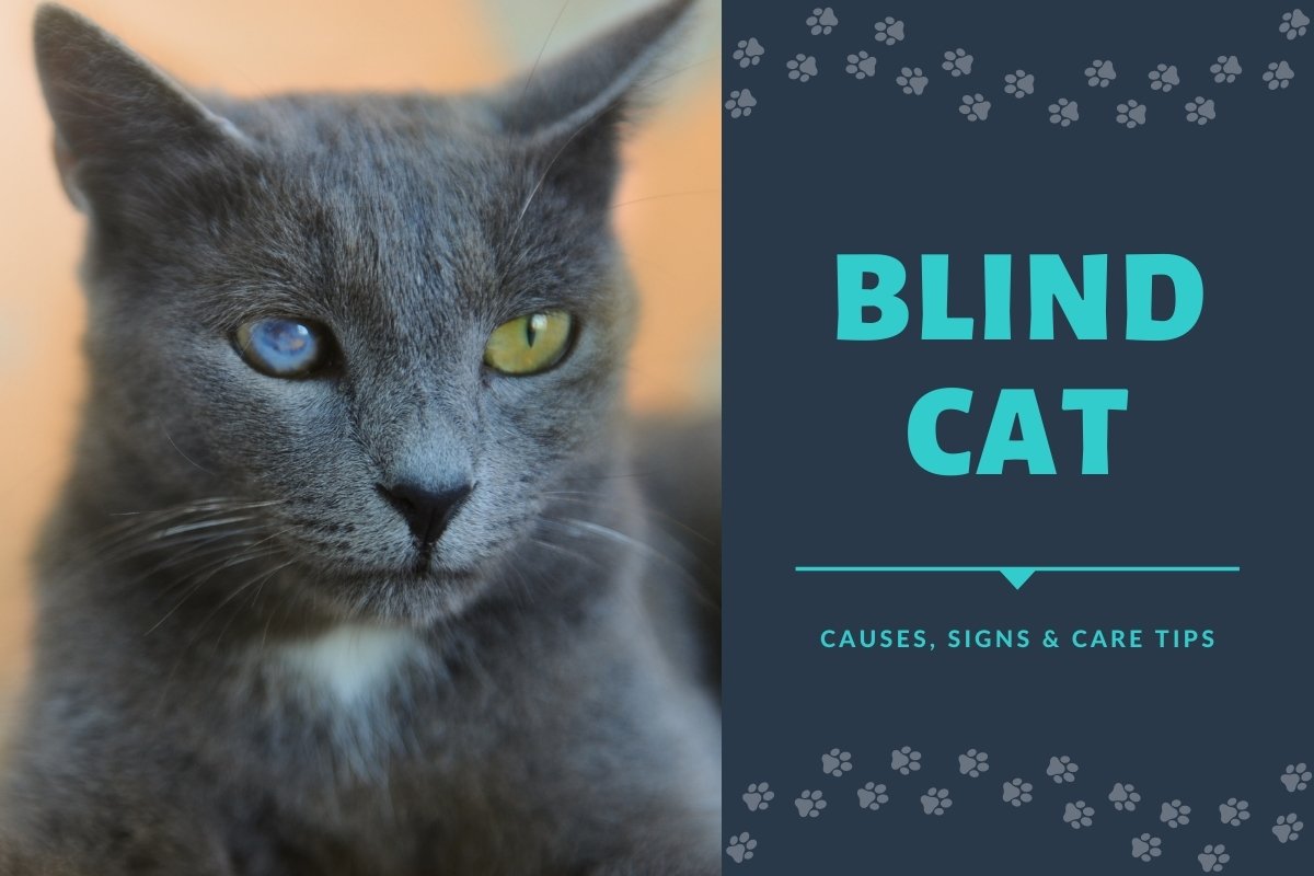 Blind Cat: Causes, Signs and Care Tips
