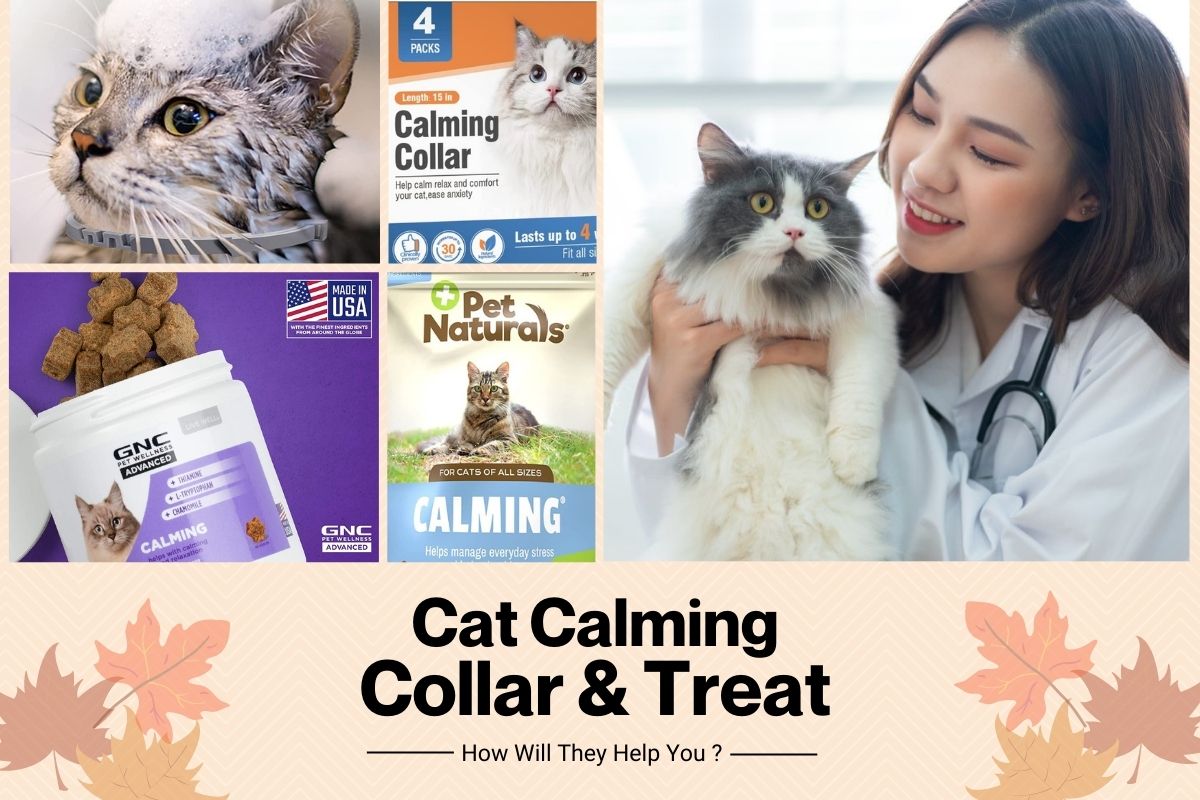 Cat Calming Collars & Treats: Why Are They Essential?