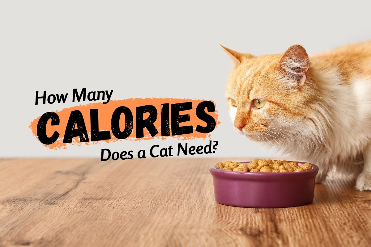 How many calories does a cat need?
