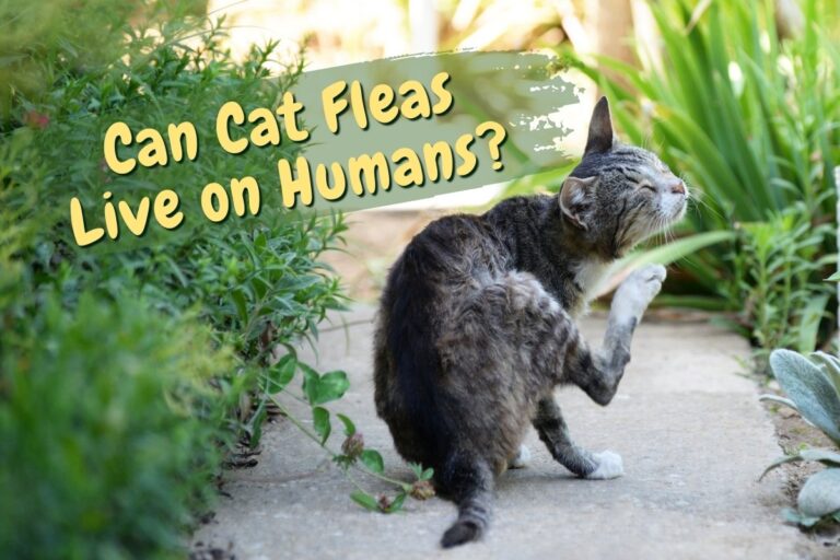 Can cat fleas live on humans?