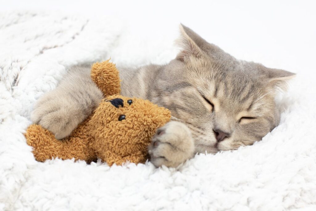 Cute cat sleeping in warm blanket