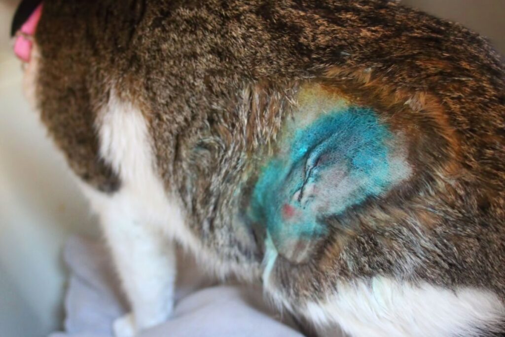 Cat spaying incision covered with blue antiseptic