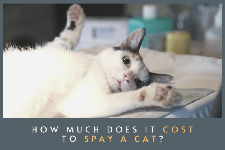 How Much Does It Cost To Spay a Cat?