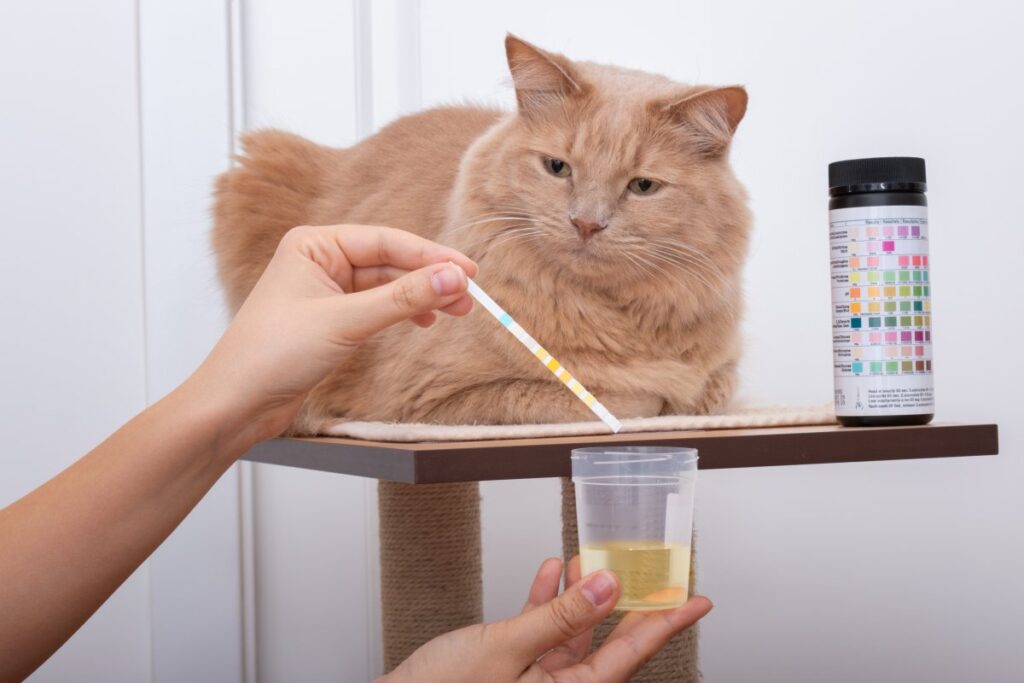 Checking a cat's urine