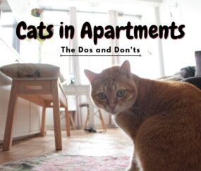 Cats in Apartments: The Dos and Don'ts