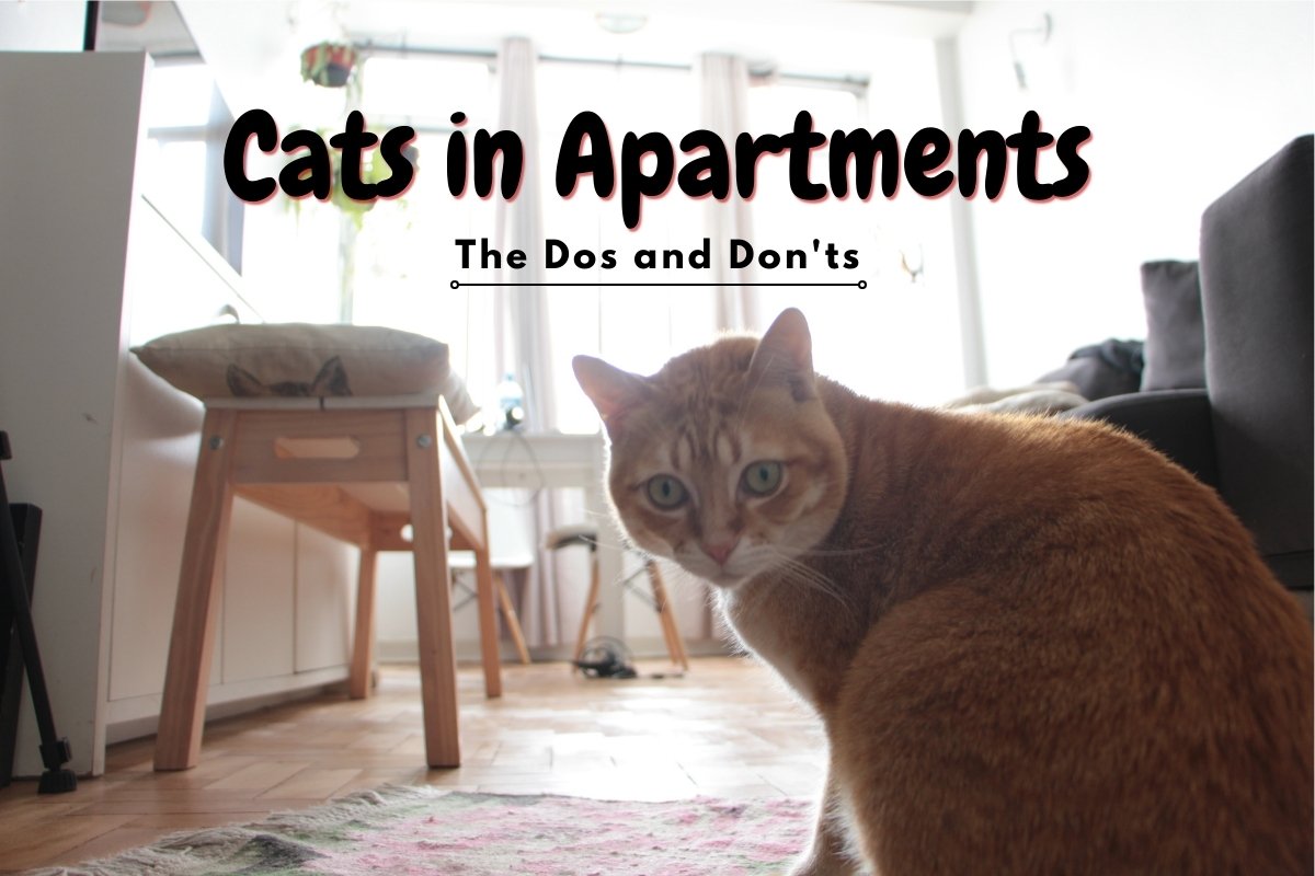 Cats in Apartments: The Dos and Don'ts
