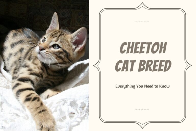 Cheetoh Cat Breed: Everything You Need to Know