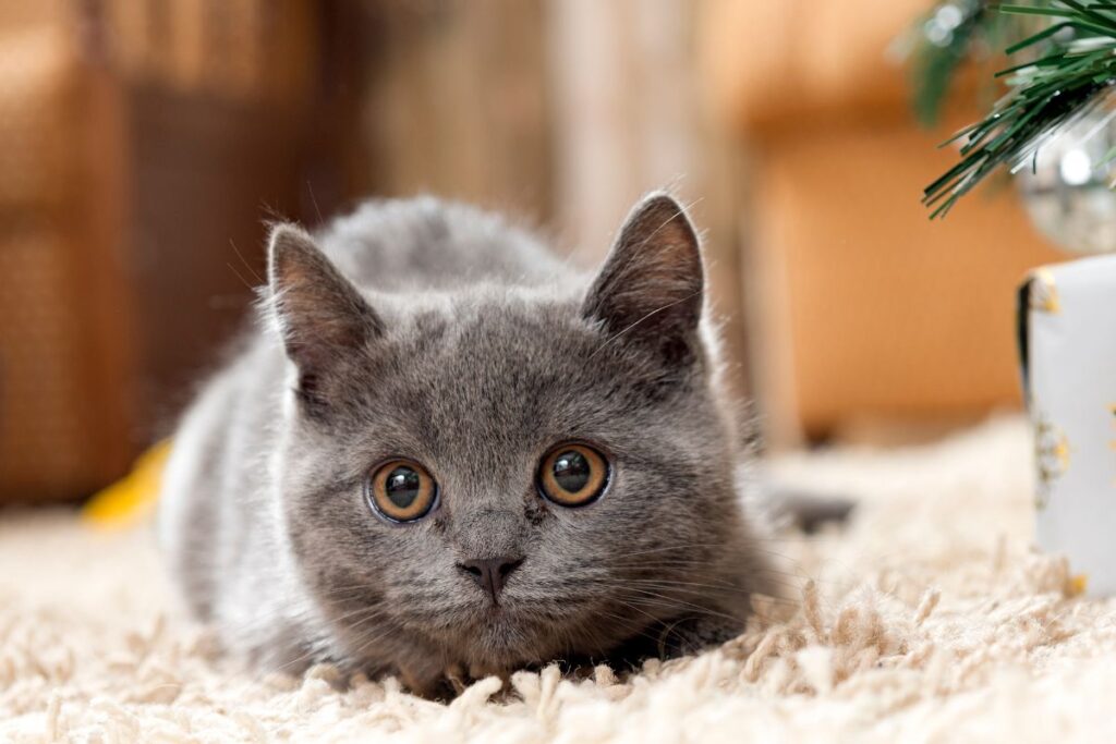 A very adorable Russian Blue cat