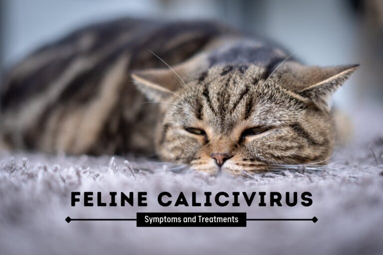 Feline Calicivirus in cats