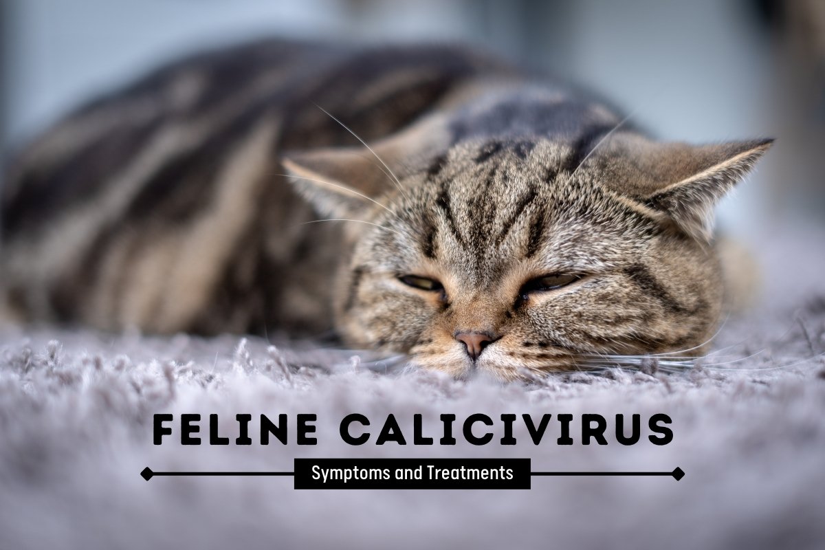 Feline Calicivirus: Symptoms and Treatments
