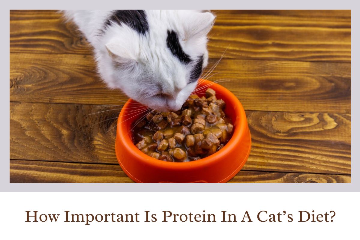How Important Is Protein In A Cat’s Diet?