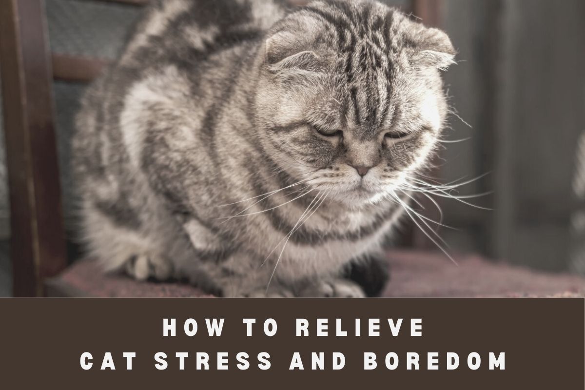 Tips to Relieve Cat Stress and Boredom