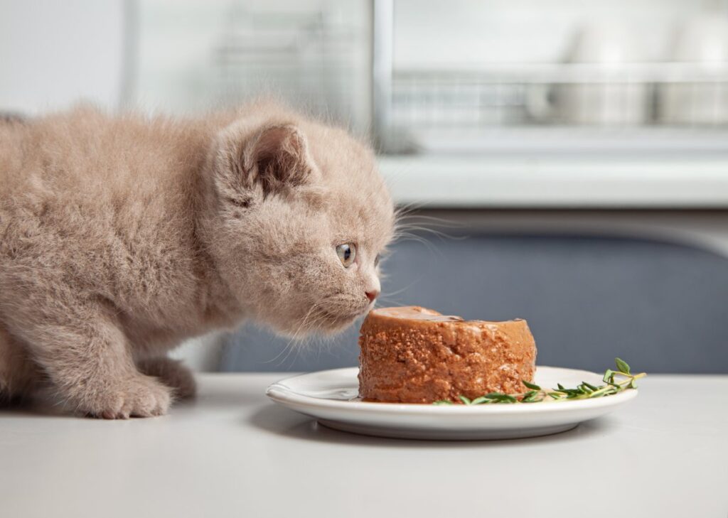 A kitten is sniffing a plate of cat food full of protein